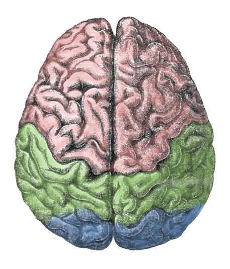 Cerebral lobes